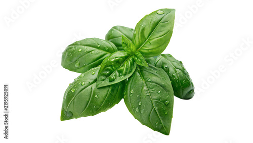 Bunch of fresh green aromatic basil herb leaves isolated on transparent background.