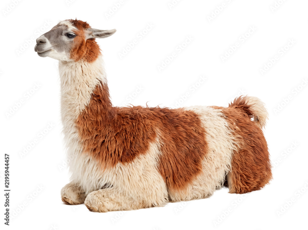 Obraz premium Adorable Brown and White Llama Sitting in Profile on Transparent Background – Fluffy Domestic Alpaca Isolated Cutout