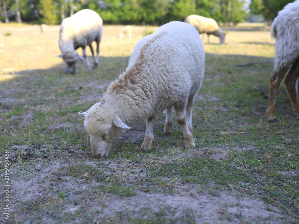 Fototapeta premium Domestic sheep grazing on grass with other sheep in the background at a rural farm, representing livestock breeding, pasture feeding, animal husbandry and sheep farming.