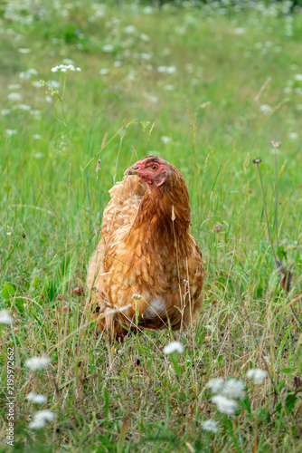 Cuadro en lienzo Vertical portrait of a free-range brown hen standing in tall green grass