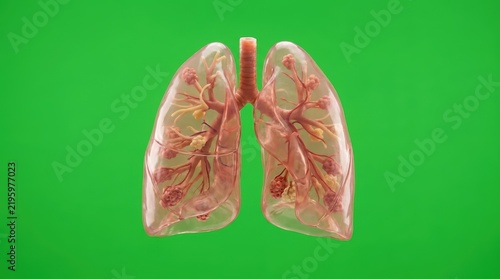 3D render of human lungs with bronchi and trachea on a green screen background for medical science