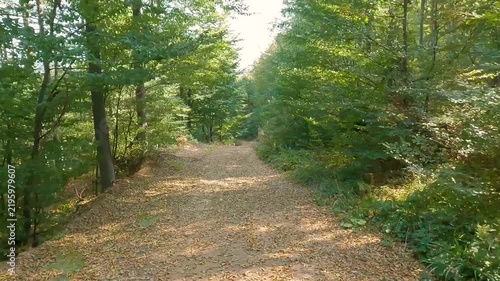 Walking on an empty mountain dirt path covered with fallen leaves. Point of view.