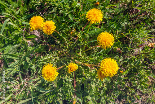Close-up of blooming dandelions at the start of the spring season. The photo was taken from above on a sunny day.