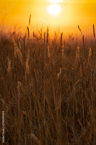 Golden Grassland at Sunset on the South Downs, England