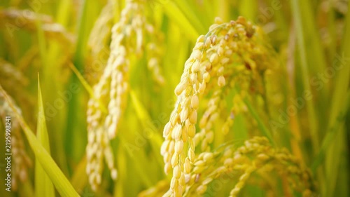 Rice Ears Glowing in Sunlight During Harvest Season in Japan