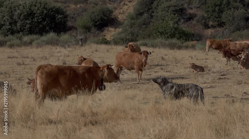 Light Brown Cattle and Gray Dog in Dry Rural Pasture