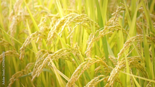 Rice Ears Glowing in Sunlight During Harvest Season in Japan
