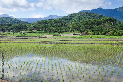 Taiwan rice paddy with mountain backdrop