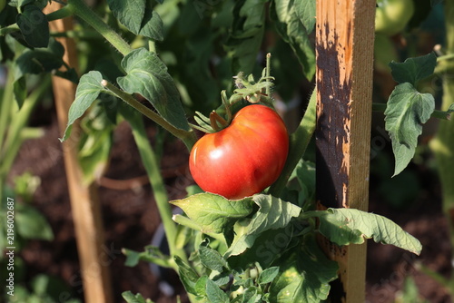 Ripe tomatoes in the garden