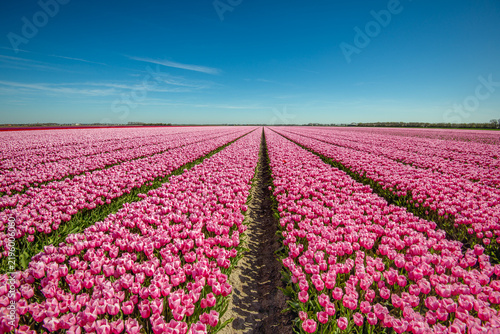 Large field of pink-blooming tulips. The tulips are grown in a Dutch polder at the farm of a specialized bulb grower. The photo was taken on a sunny spring day.