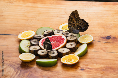 Large Owl Butterfly and Heliconius Feeding on Fresh Citrus and Banana Slices