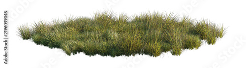 carex obnupta grass clump (slough sedge, pacific sedge) isolated PNG on a transparent background premium nature cutout
