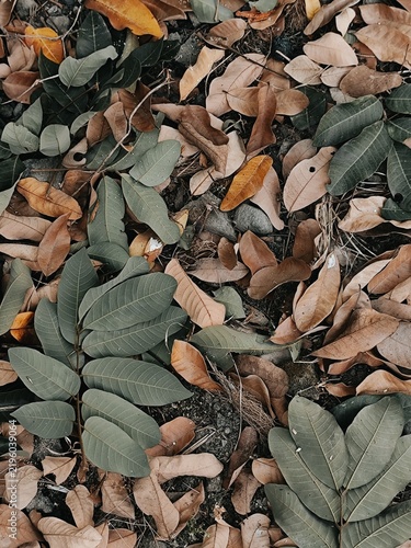 Fallen brown leaves mixed with fresh green branches create an intricate natural mosaic of woodland textures and seasonal colors.