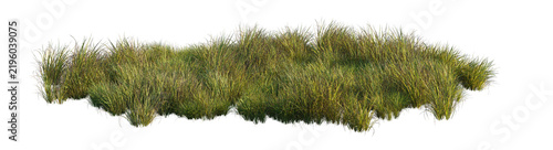 carex obnupta grass clump (slough sedge, pacific sedge) isolated PNG on a transparent background premium nature cutout