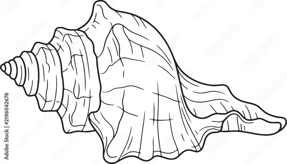 Fototapeta premium Precise black and white line art conch shell illustration