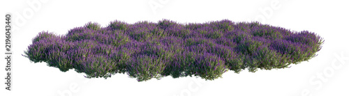 Foto salvia leucantha clump (mexican bush sage, velvet sage) isolated png on a transp