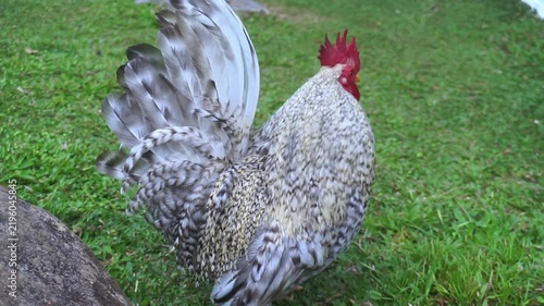 rooster in the farm