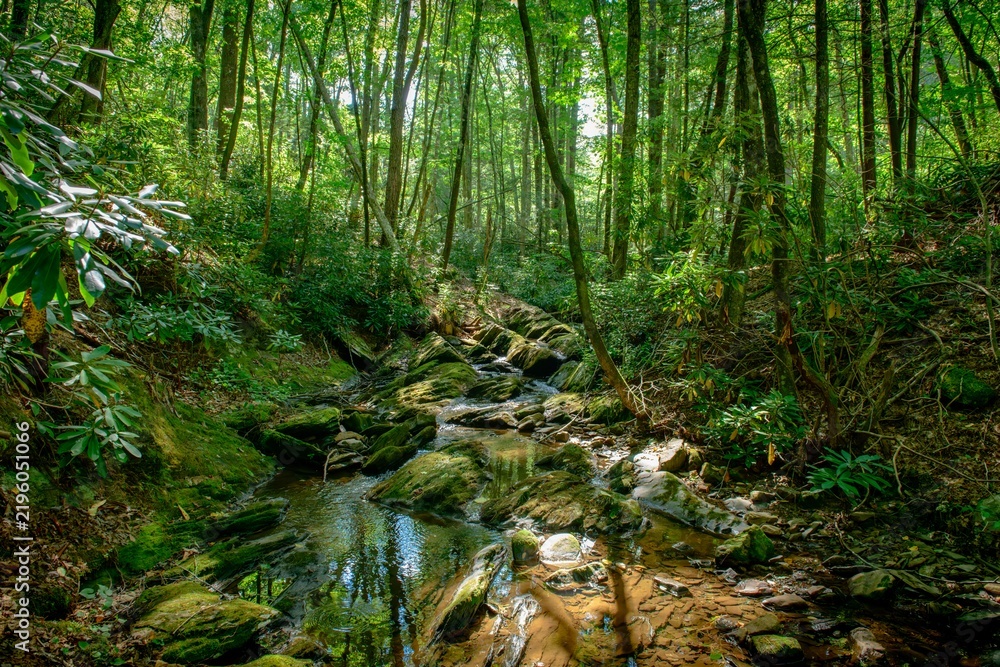 Fototapeta premium Raccoon Branch Wilderness in Virginia’s Jefferson National Forest 
