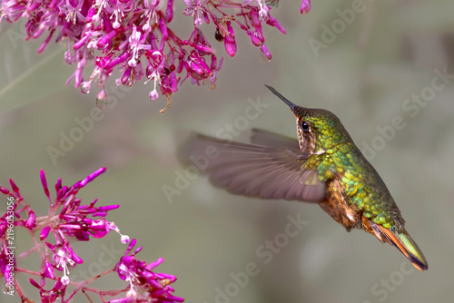 Volcano hummingbird (Selasphorus flammula), female, is a bird endemic to the higher mountain regions in Costa Rica. Selective focus on bird's eye