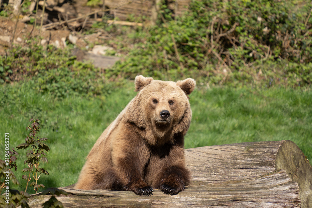 Fototapeta premium Tiere in der Region Teutoburger Wald
