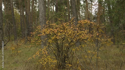 Autumn forest, where there are various trees, bushes with yellow leaves