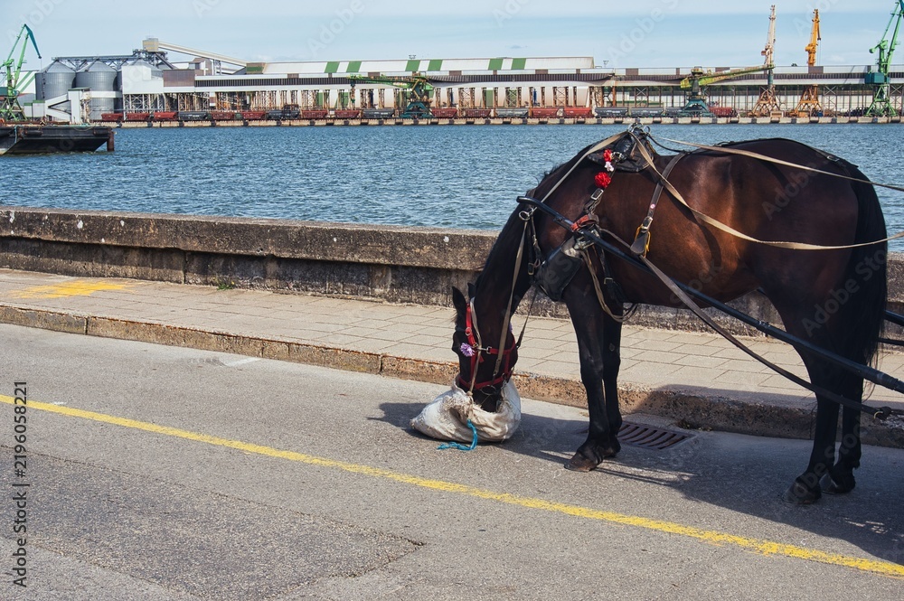 Fototapeta premium Harnessed Horse Eating Feed Bag at Industrial Port Waterfront