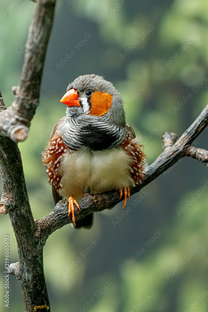 Fototapeta premium Close up male zebra finch sitting on branch template for pet store package