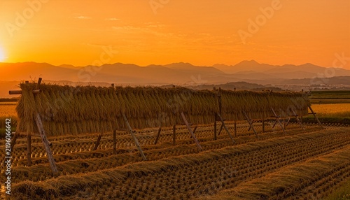 Obraz na płótnie 信州のとある里山、はざ掛けの稲穂が夕日に染まる実りの田園風景 生成AI