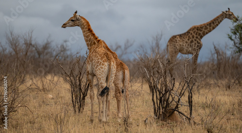 Quadro su tela Majestätische Giraffe in ihrer natürlichen Savannenlandschaft, charakterisiert d