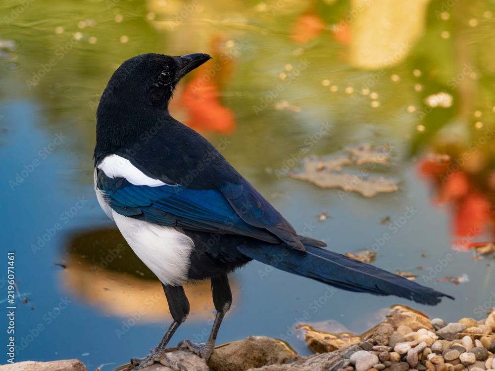 Fototapeta premium Eurasian Magpie (Pica pica): A stunning bird with iridescent blue-black plumage, white belly, and a long tail, perched elegantly near a pond profile view close-up detailed feathers sharp focus outdoor