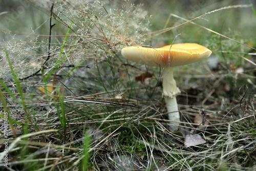 Foto mushroom in the grass