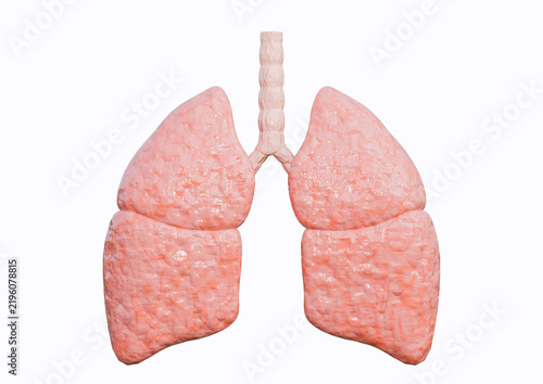 Human lungs with trachea in frontal view for medical and educational use, isolated on a white background.