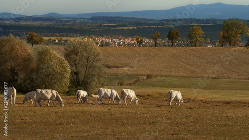 Petit troupeau de vaches qui broutent sur la parcelle
