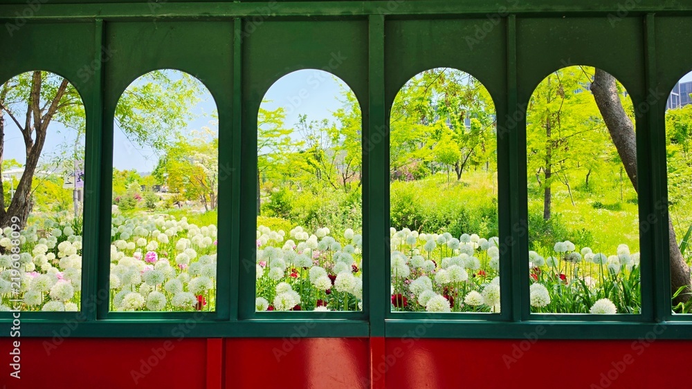 Fototapeta premium White allium flower field and green trees framed by arched green windows
