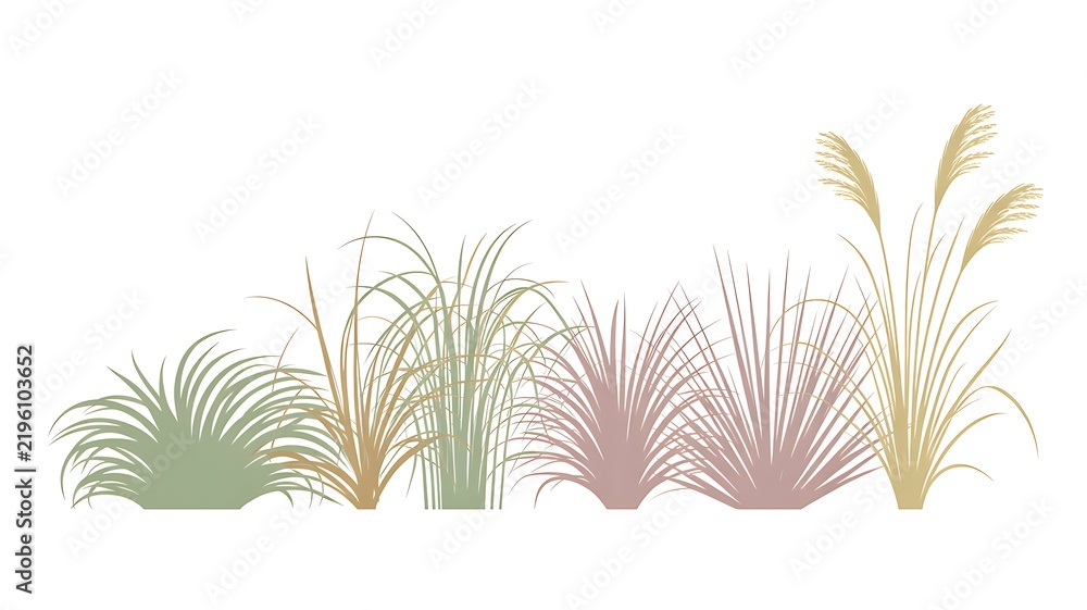 Fototapeta premium Set of colorful ornamental grasses in elevation view for architectural drawings - Isolated on transparent background