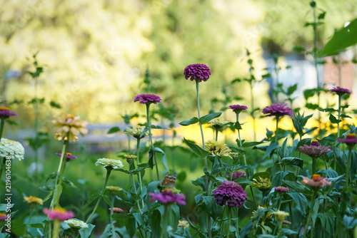 Colorful zinnia flowers blooming in a summer garden with soft natural background