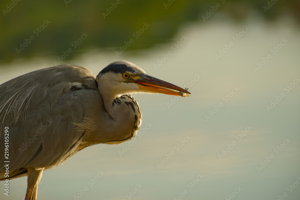 Obraz premium Grey heron shown in close-up side profile with its neck tucked in, holding a small fish it has just caught at the tip of its long bill