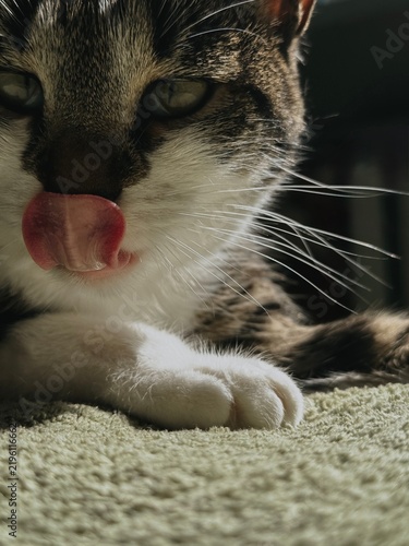 Fotografie Tabby cat licking nose with tongue