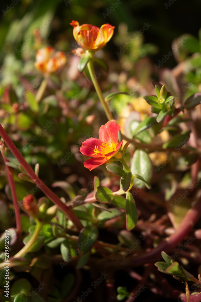 Obraz premium Red Orange Portulaca Flower Blooming Among Succulent Green Foliage