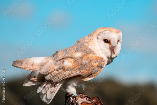 Foto barn owl perched on branch