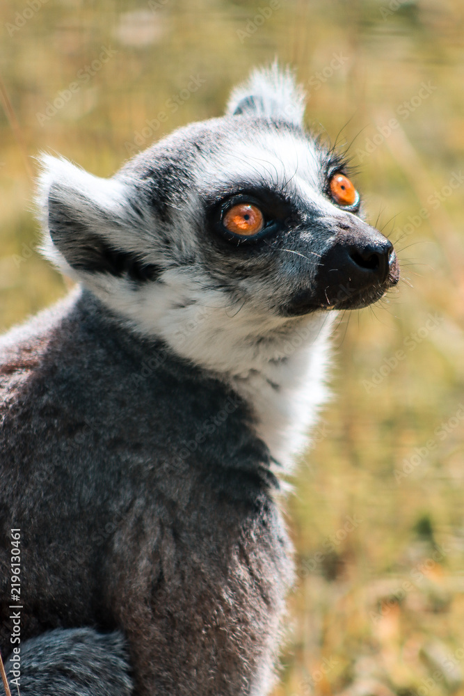Fototapeta premium ring tailed lemur
