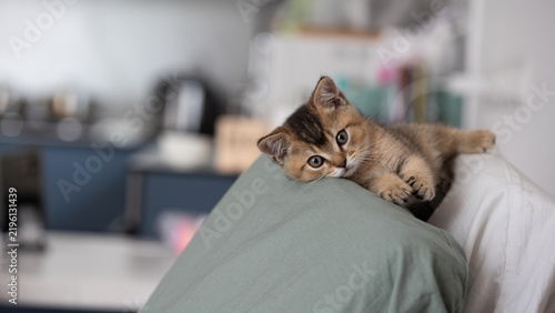 Quadro su tela Cute domestic kitten resting on a sofa in a cozy living room with soft daylight