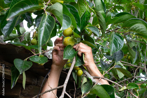 Obraz na płótnie local farmer harvesting persimmons directly from fruitful branches in an organic