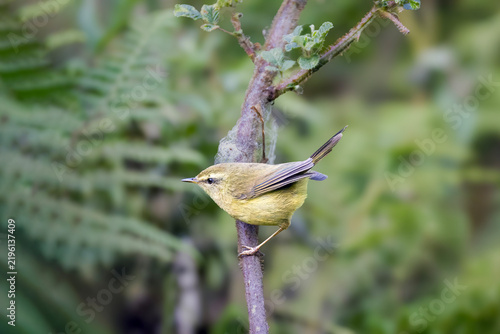 Aberrant Bush Warbler | Horornis flavolivaceus