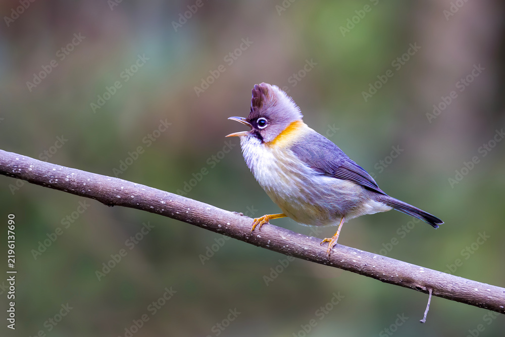 Obraz premium Whiskered Yuhina | Yuhina flavicollis