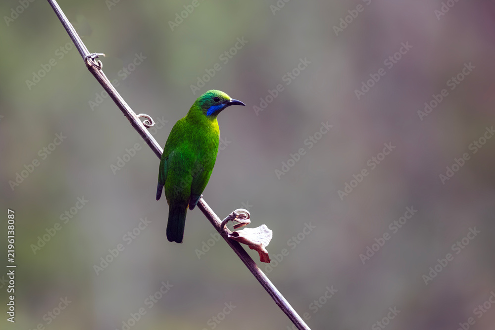 Obraz premium Orange-bellied Leafbird | Chloropsis hardwickii