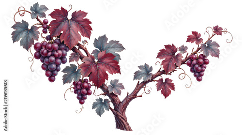 Grapevine Branch with Red Grapes and Autumn Leaves Illustration