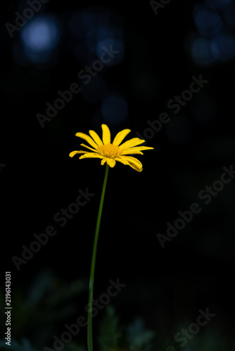 Yellow daisy illuminated against a dark background, solitary bloom with delicate petals and visible stamen, symbolizing resilience, hope and quiet growth in minimalist style