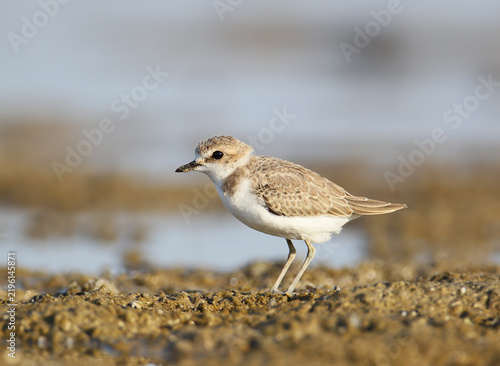 Bild auf Leinwand Kentish Plover (Charadrius alexandrinus) juvenile standing in profile on mudflat edge