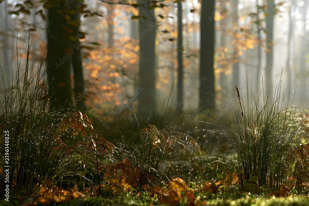 Obraz premium Dew drops on grass blades and autumn leaves in a sunlit, misty forest setting